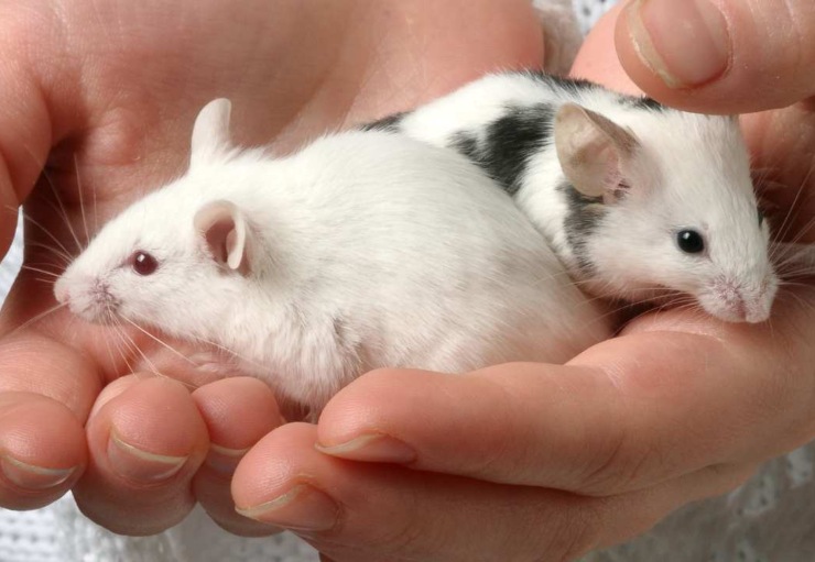 Topi monogami o promiscui