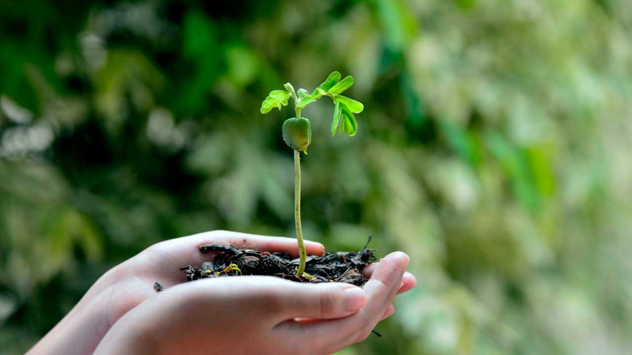 Ecosistema