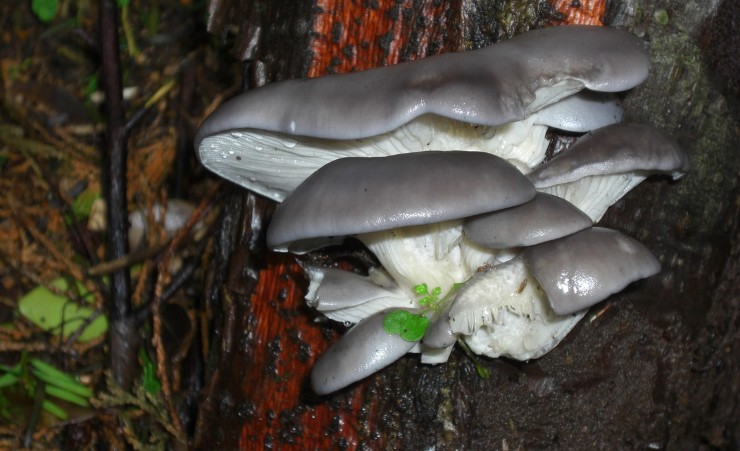 Funghi