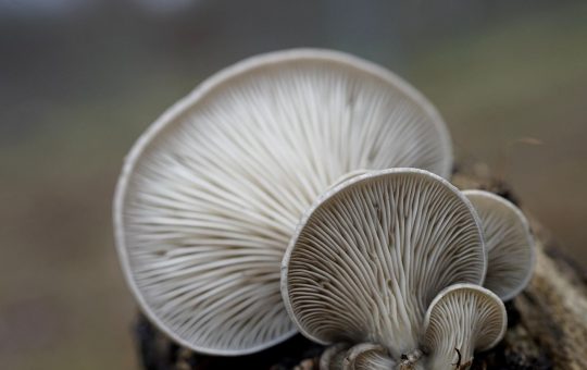 Funghi in natura