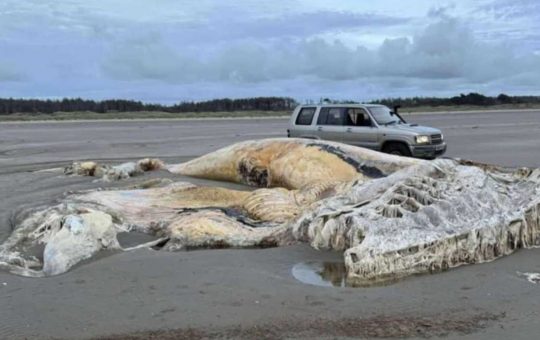 Misteriosa carcassa sulle spiagge gallesi
