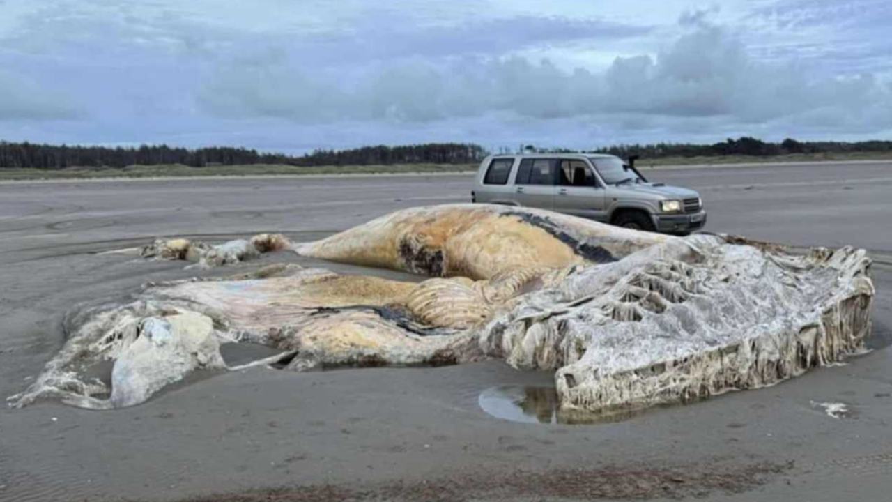 Misteriosa carcassa sulle spiagge gallesi